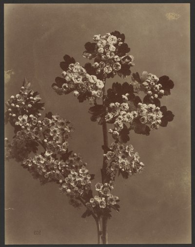 [Birden fazla çiçek demeti ile çiçek çalışması] by Unknown artist
