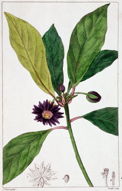 Florida Badiane - botanik kurulu by Unknown artist