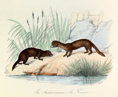 Linneene ve Cuvier tarafından "Completes de Buffon "da sınıflandırılan Fouine ve Saricovienne (gravür) by Unknown artist