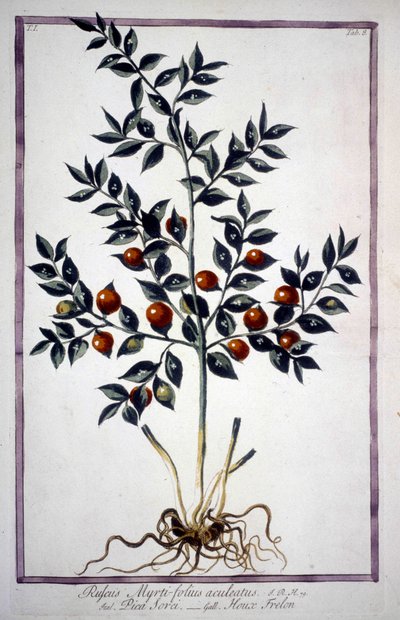 19. yüzyıl herbaryumunda Fragon False Holly veya Small Holly (Ruscus). by Unknown artist