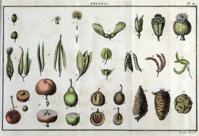 Meyveler: "" Flora Françoise