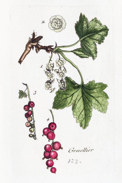 Bektaşi Üzümü by Unknown artist