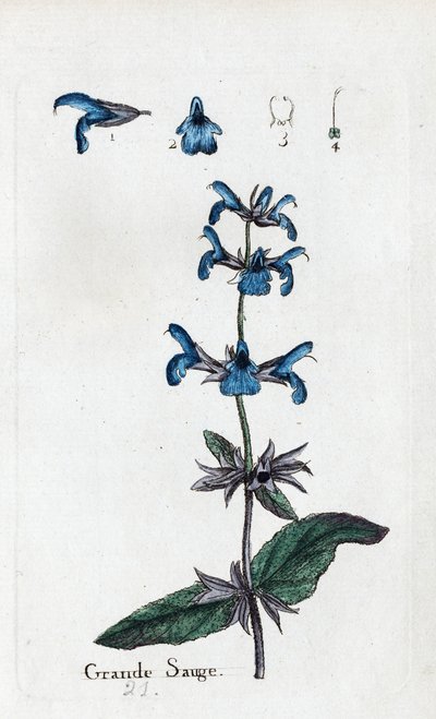 Büyük Bilge by Unknown artist