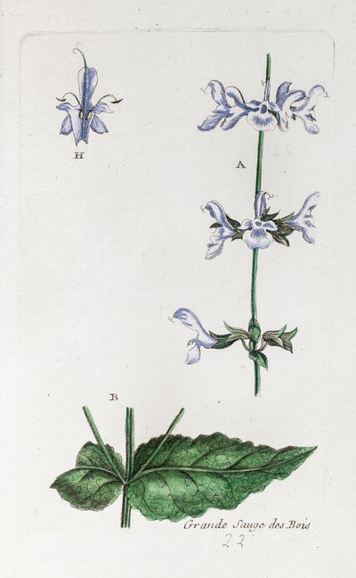 Büyük Ormanlık Adaçayı by Unknown artist
