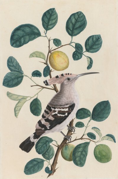 Narenciye Ağacı Dalı Üzerinde İbibik by Unknown artist