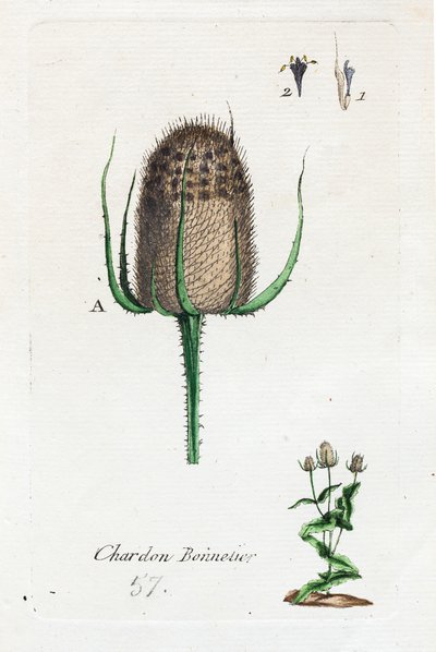 Hosier devedikeni by Unknown artist