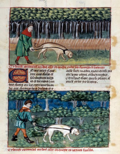 Köpekler nasıl yönetilir? Minyatür, Gaston III Phoebus, Count of Foix, Lord of Bearn (1331-1391) tarafından "Avlanma kitabı"ndan alınmıştır. by Unknown artist
