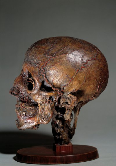 Balmumu enjeksiyonları ile yapılmış insan anatomik kafası. 18. yüzyıl Özel koleksiyon by Unknown artist