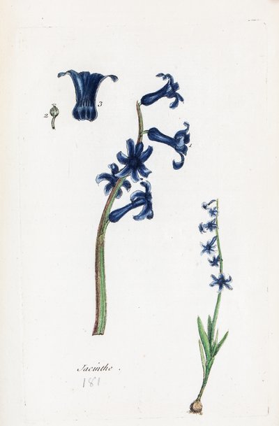 Sümbül by Unknown artist