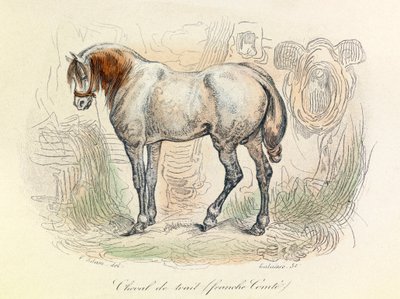 Linneene ve Cuvier tarafından sınıflandırılmış Franc Comtois atı illüstrasyonu (gravür) by Unknown artist