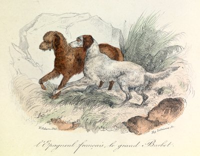 Linneene isimlendirmesi ve Cuvier