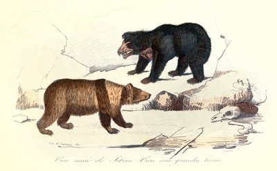 Linneene ve Cuvier tarafından sınıflandırılan Sibirya erkek ayısı ve büyük dudaklı ayı illüstrasyonu (gravür) by Unknown artist
