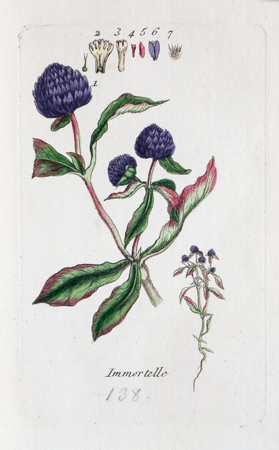 Ölmezotu (Amarantine, Gomphrena globose) by Unknown artist