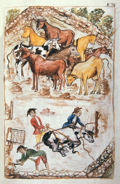 İneklerin Hint Muhafızları, "Trujillo del Peru" veya "Códice Martínez Compañón" kitabından, Baltazar Martinez Compañón y Bujanda, Trujillo piskoposu (1782-1785) by Unknown artist