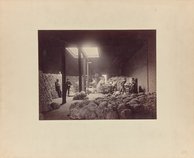 [Yün ayıklama evinin içi, Walter Brown and Company] by Unknown artist