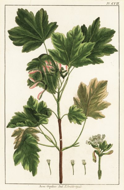 İtalyan akçaağaç, Acer opalus, İtalyan by Unknown artist