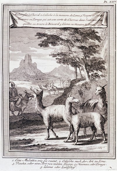 Peru Lamas - Don George Juan ve Don Antoine de Ulloa tarafından İspanya Kralı Emriyle yapılan “” Güney Amerika