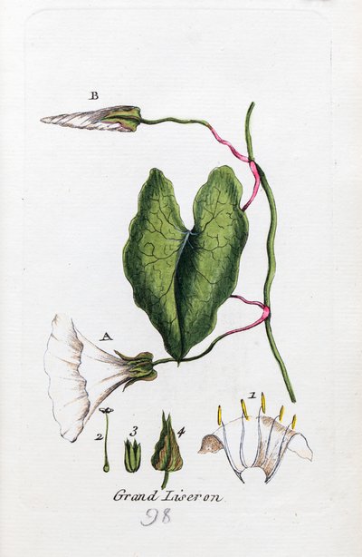 Büyük kahkaha otu by Unknown artist