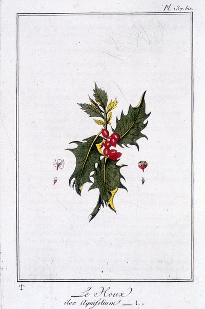 Holly (Ilex Aquifolium) - J.C. Philibert, Imprimerie de Crapelet, Paris tarafından yazılan “Tüccarların kullanımı için botanik alıştırmaları” içinde by Unknown artist