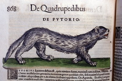 Le fertois - Historia Animalium
