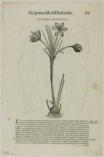 Petrus Andreas Matthiolus'un Discorsi'sinden Yaprak, XVI. Yüzyıl Kitaplarından Woodcuts'tan 99 numaralı levha by Unknown artist