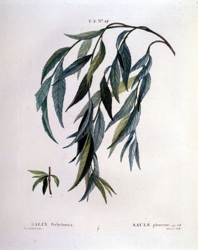 Ağlayan söğüt yaprağı (Salix babylonica). by Unknown artist