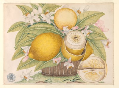 Sepette Limon ve Limon Çiçeği by Unknown artist