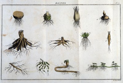 Les Roots: "" Flora Françoise