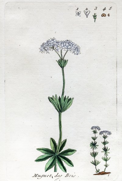 Vadideki Zambak veya Tatlı Woodruff by Unknown artist