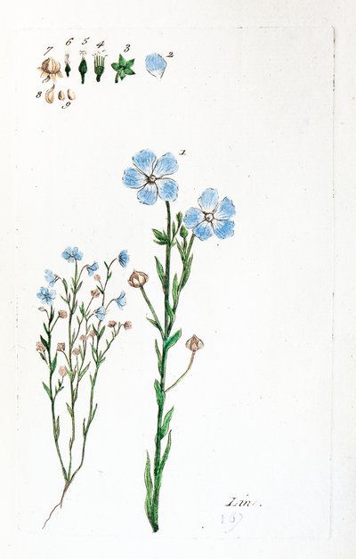 Keten by Unknown artist