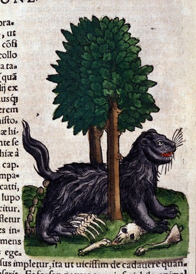 Aslan. Historia Animalium