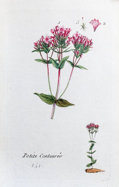 Küçük Centaury by Unknown artist