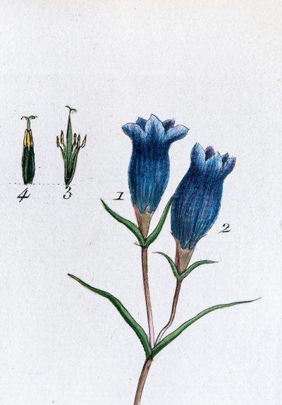 Küçük Gentian (Bataklık Gentian