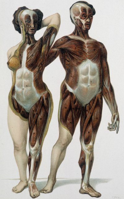 Derili kadın ve erkek: kaslar - tıp kitabı, 19. yüzyılın sonlarında by Unknown artist