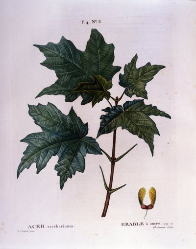 Akçaağaç dalı. 19. yüzyılın başlarından itibaren bir sulak alandan botanik tahta. by Unknown artist
