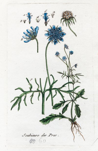 Çayır Uyuzu by Unknown artist