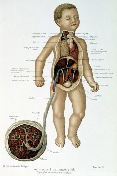 Tıp: yenidoğan (büstünde derili). by Unknown artist