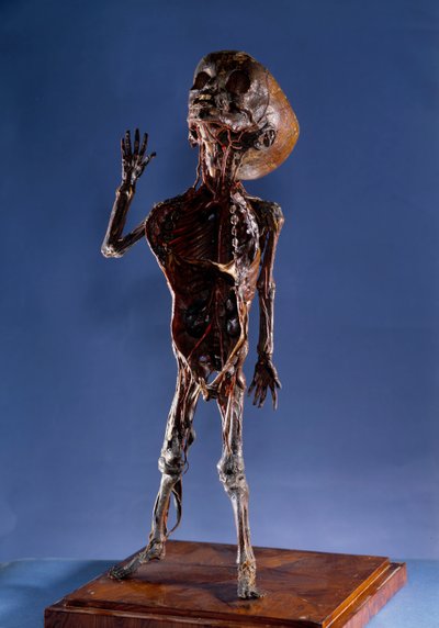 Tıp: kabuğu heykelcik. 18. yüzyıl Özel koleksiyon by Unknown artist