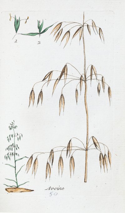 Yulaf by Unknown artist