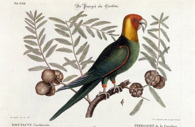Ornitoloji: Carolina papağanı. (Psittacus caroliniensis) by Unknown artist