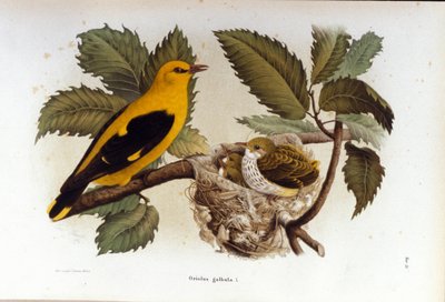 Ornitoloji: yavrusunun yuvasına yakın bir loriot. by Unknown artist