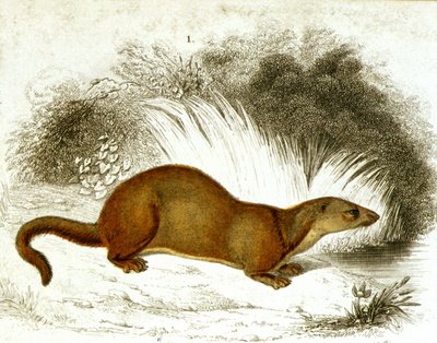 Otter - renkli gravür. 19. yüzyıl gravürü. by Unknown artist
