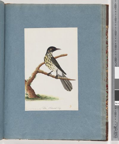 Sayfa 100. New Holland Honeyeater. Certhia Nova Hollandiae by Unknown artist