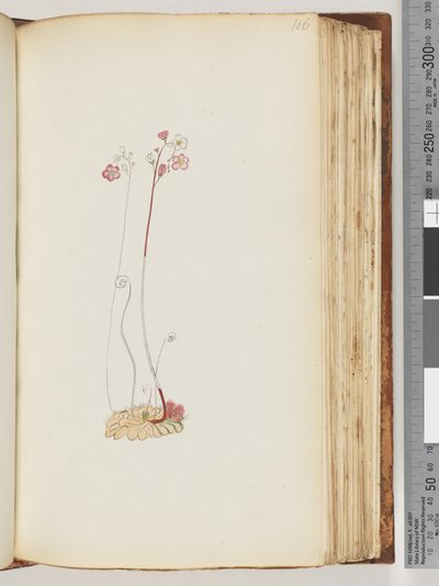 Sayfa 106. Yazı yok, çizim bitmemiş by Unknown artist