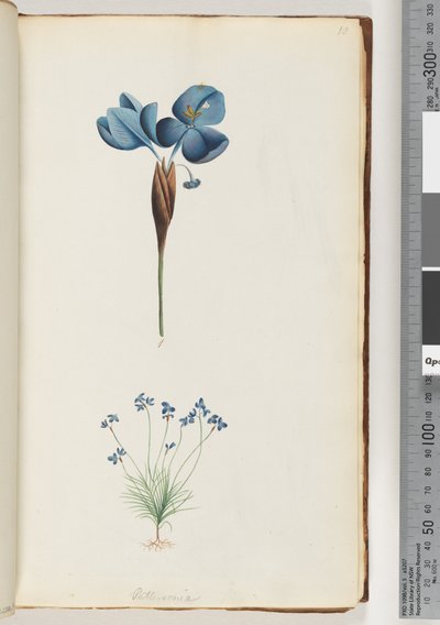 Sayfa 10. Pattersonia by Unknown artist