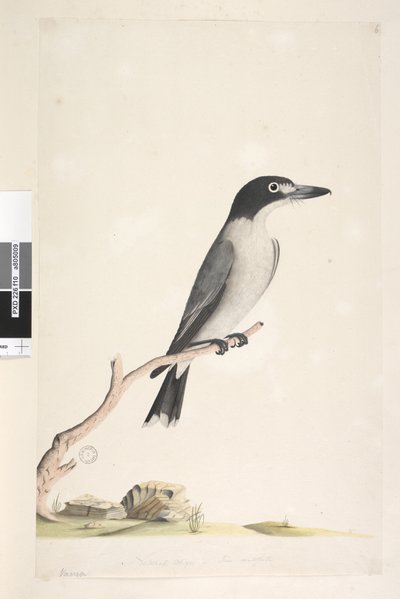 Sayfa 10. Vanga. alt merkezde farklı elde Doğal boyutta, iris şüpheli Gray Butcherbird Cracticus torquatus erkek, 1791-92 by Unknown artist