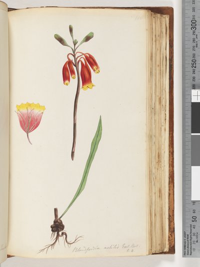Sayfa 110. Blandfordia nobilis Exot. Bot / t. 4. Noel Çanı by Unknown artist