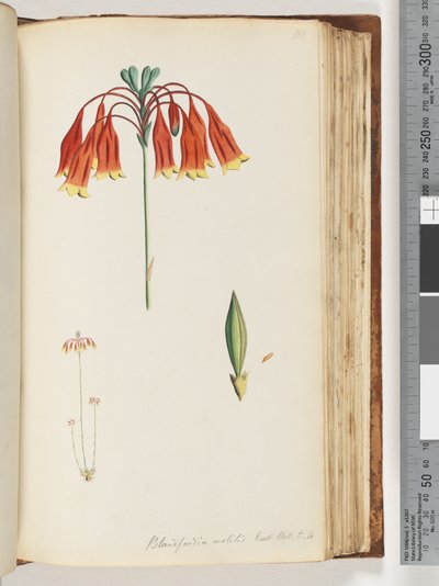 Sayfa 111. Blandfordia nobilis Exot. Bot. T. 4. Noel Çanı by Unknown artist