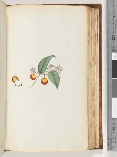 Sayfa 113. Ağaçlarla iç içe olan bir Creeper veya Woodbine by Unknown artist