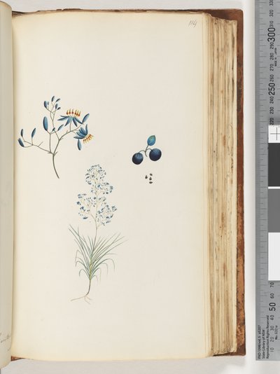 Sayfa 114. Adsız çiçekli bitki by Unknown artist